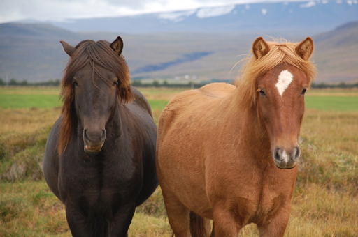 iPuzzleU Horses