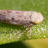 Beet Leafhopper