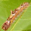 Blue Morpho Caterpillar