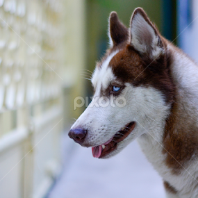 Husky by Siha Sao - Animals - Dogs Portraits