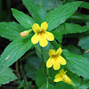 tooth-leaved mimulus