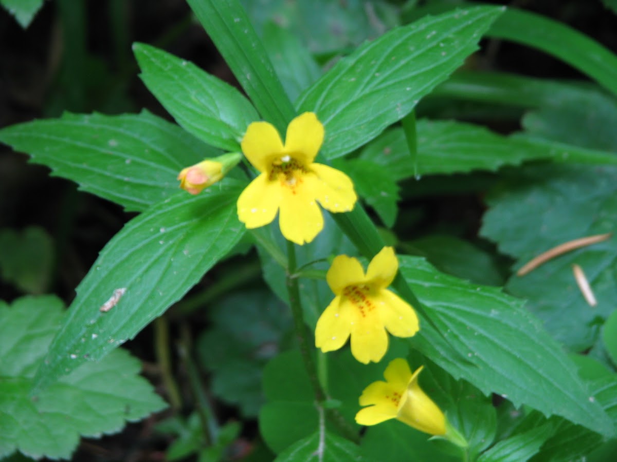 tooth-leaved mimulus