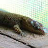 Bridled Forest Gecko