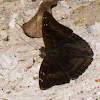 Common Baron Butterfly