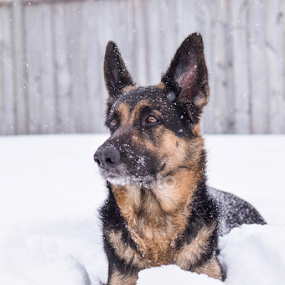 Snowing by Mikahla Dorey - Animals - Dogs Portraits