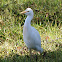 Cattle Egret