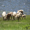 Bighorn Sheep (Ewes & Lambs)