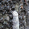 Maple Looper Moth Caterpillar