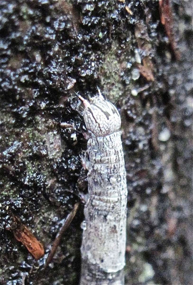 Maple Looper Moth Caterpillar
