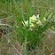 Plains Wild Indigo