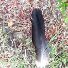 Black vulture (feather)