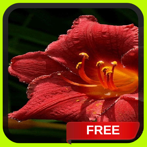 Beautiful Red Flower LWP 個人化 App LOGO-APP開箱王