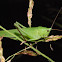 Cone-headed katydid (female)