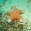 Granular Sea Star