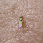 Frit/Grass Fly