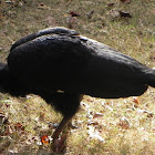 Abyssnian Ground Hornbill