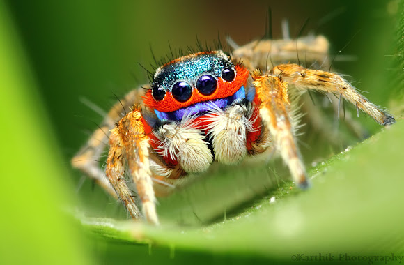 The Mystery of the Colorful But Colorblind Jumping Spider