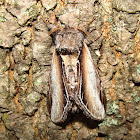 Black-rimmed Prominent