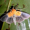 Crambid moth