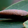 White-dotted Brown Leafhopper Nymph
