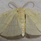 Yellow-dusted Cream Moth