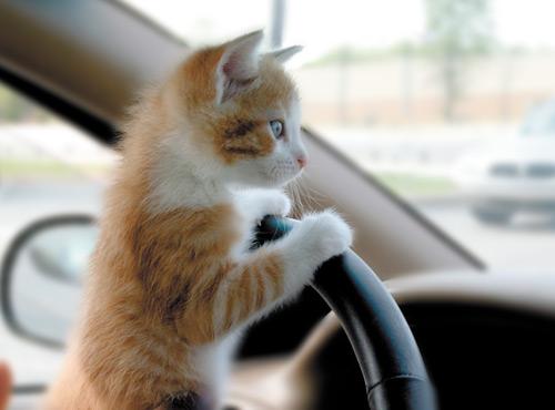 Cats Can't Drive