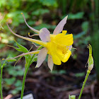 Golden Columbine