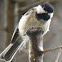 Black capped chickadee