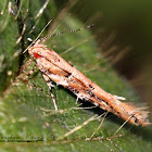 Florida Pink Scavenger Moth