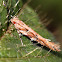 Florida Pink Scavenger Moth