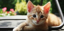Cat Wallpapers APK