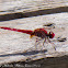 Red-veined Darter Dragonfly