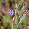 California Blue-eyed Grass