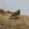 Crested or Dupont's Lark?