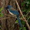 Western Scrub Jay