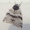 White underwing moth