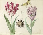 Twee tulpen, een schelp, een vlinder en een libel, blad in het Tulpenboek van Jacob Marrel, 1637-1645