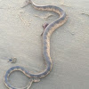 Olive Sea Snake