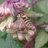 Syrphid fly