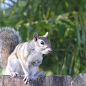 common grey squirrel