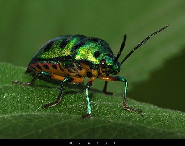 metallic shield bugs | Project Noah