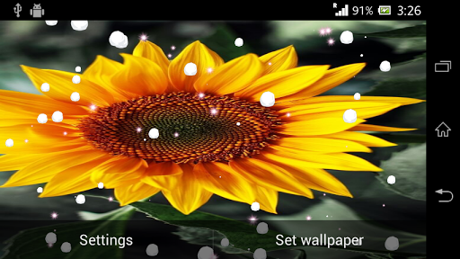 免費下載個人化APP|Sunflower live wallpaper app開箱文|APP開箱王