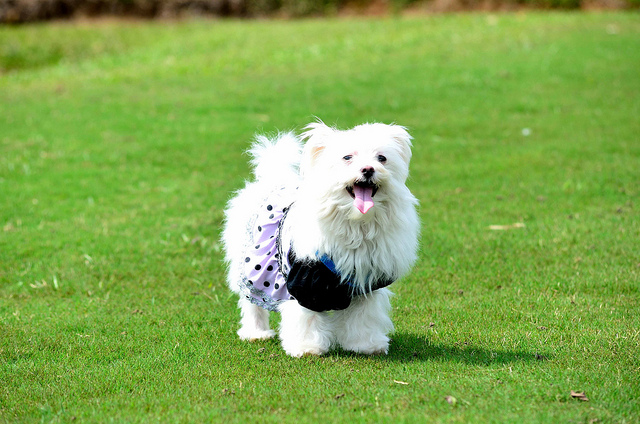 ｛桃園｝奔跑吧～！狗狗～！綠風草原餐廳！
