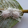 Iceryine Scale Insect (female)