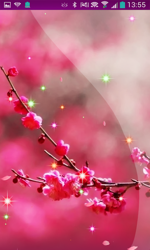 Sakura Cherry Blossom HD LWP