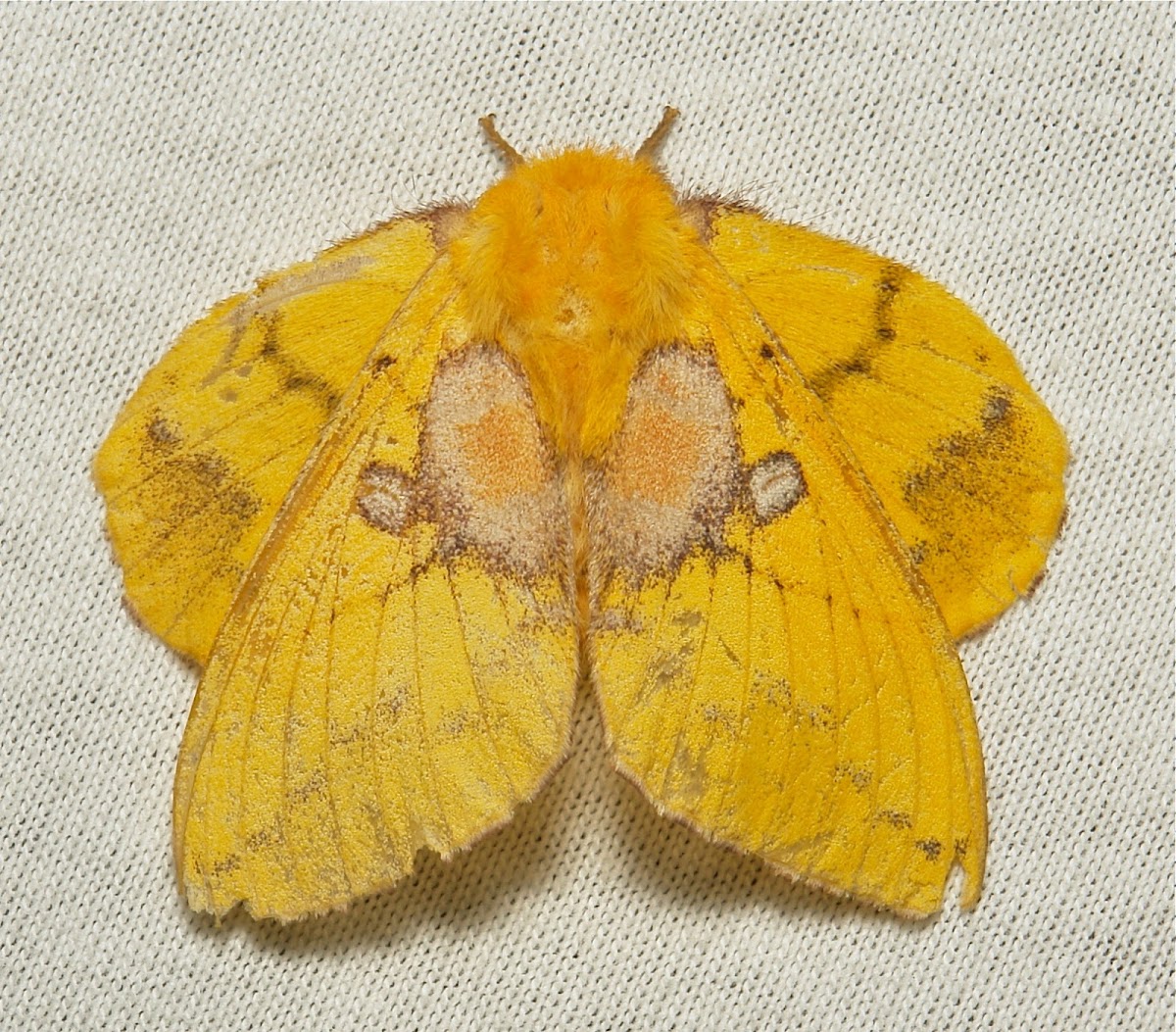 Lappet Moth, female