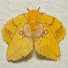 Lappet Moth, female