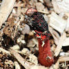 Stink Horn Fungus attended by Bluebodied Blowflies