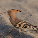 Hoopoe