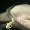 Red-Lipped Herald Snake